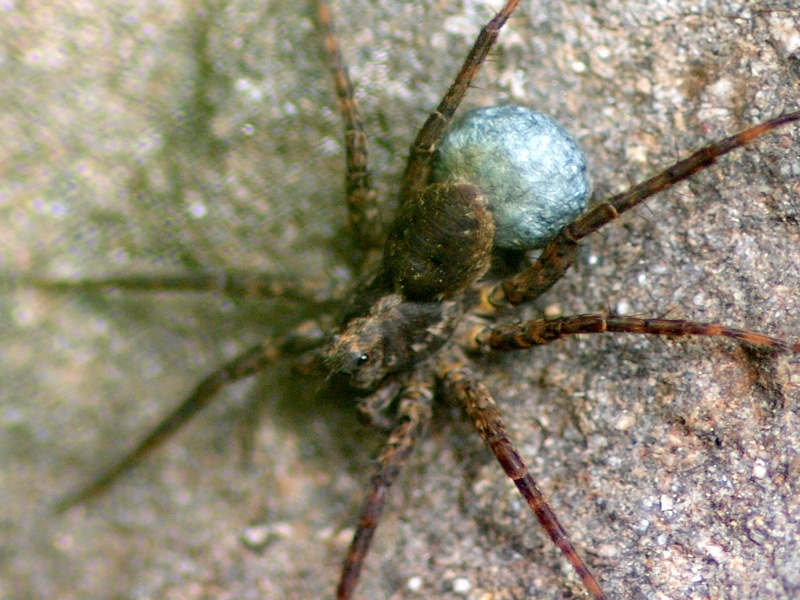 Pardosa sp.